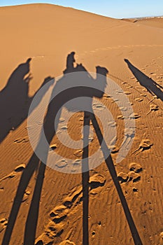 Camels shadows over Erg Chebbi at Morocco photo