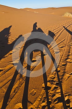 Camels shadows over Erg Chebbi at Morocco