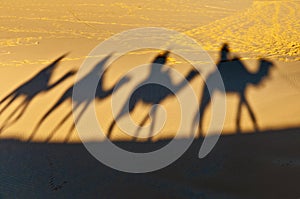 Camels shadows over Erg Chebbi at Morocco