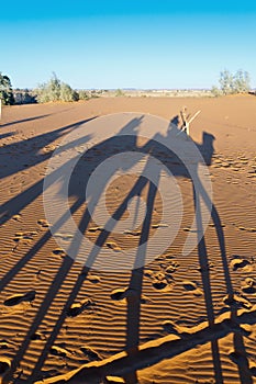 Camels shadows over Erg Chebbi at Morocco