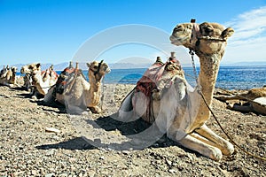 Camels - ships of the desert