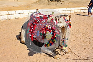 Camels, Ships of the Desert - Giza, Egypt