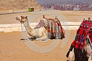 Camels, Ships of the Desert - Giza, Egypt