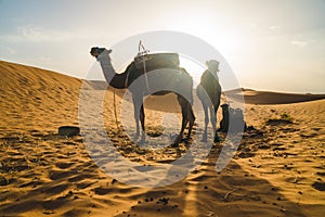 Camels silhouettes at sunset standing in the Sahara Desert, Morocco