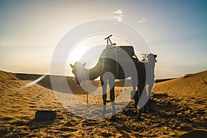 Camels silhouettes at sunset standing in the Sahara Desert, Morocco