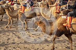 Camels at Singing Sand Mountain, Taklamakan Desert, Dunhuang, Ch