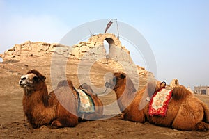 Camels sitting at a castle