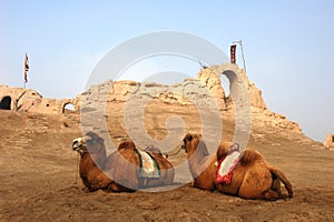 Camels sitting at a castle