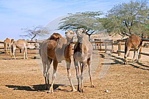 Camels stand in a corral on a camel farm