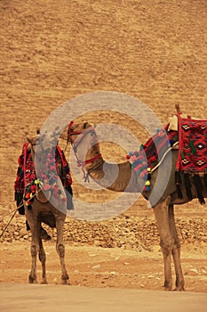 Camels standing by Pyramid of Khafre, Cairo