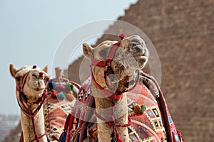 Camels standing side by side in front of a majestic pyramid in Egypt