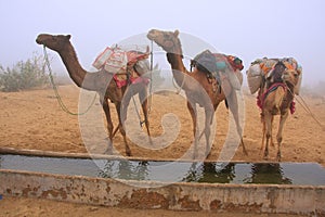 Camels standing by water reservoir in a morning fog, Thar desert