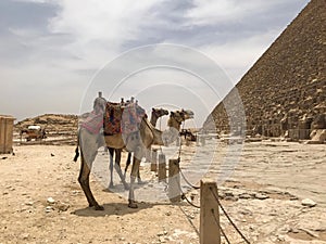 Camels stands in front of The great pyramids of Giza, Egypt travel historical destination to explore world history