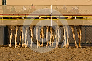 Camels at the start of a race.