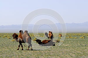 Camels on the steppes, Mongolia