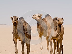 Camels stood in the desert