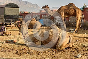 Camels on the street in Ajmer. India