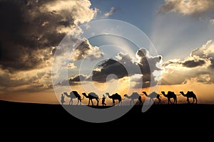 Camels in the sunset background.