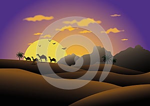 Camels in sunset desert