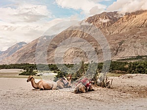 Camels take a rest in the desert part of Nubra valley