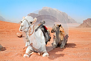 Camels take a rest in Wadi Rum red desert