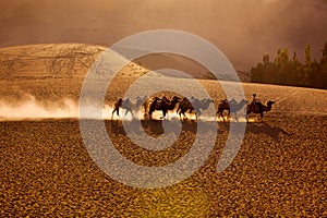 Camels team in desert photo