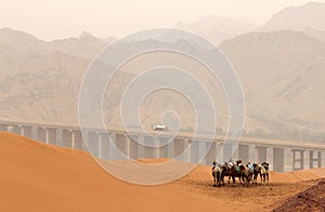 Camels in Tennger desert, Shapotou scenic area, Ningxia, china