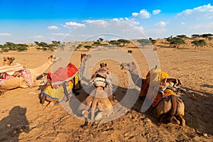 Camels of Thar desert , Rajasthan, India