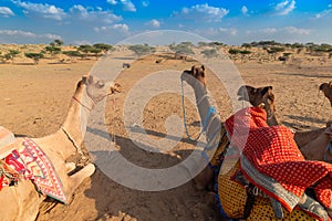 Camels of Thar desert , Rajasthan, India