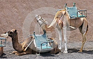 Camels at Timanfaya national park