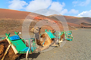 Camels in Timanfaya National Park