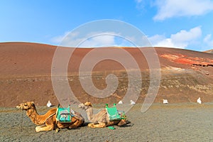 Camels in Timanfaya National Park