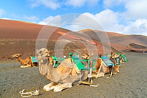 Camels in Timanfaya National Park