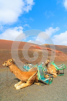 Camels in Timanfaya National Park