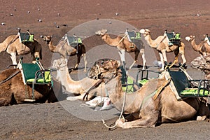 Camels at Timanfaya national park in Lanzarote wait for tourists. Canary Islands