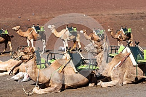 Camels at Timanfaya national park in Lanzarote wait for tourists. Canary Islands
