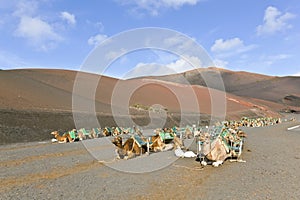 Camels in Timanfaya National Park waiting for tourists