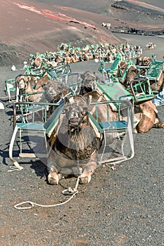 Camels in Timanfaya National Park waiting for tourists