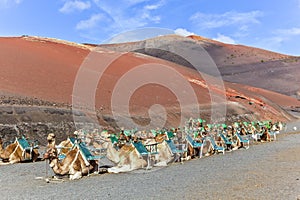 Camels in Timanfaya National Park waiting for tourists