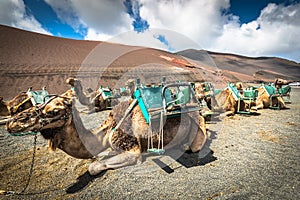 Camels in Timanfaya National Park waiting for tourists, Lanzarote, Canary Islands, Spain