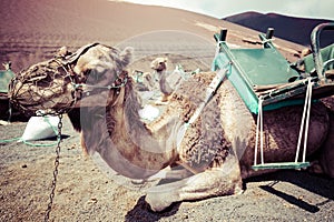 Camels in Timanfaya National Park waiting for tourists, Lanzarote, Canary Islands, Spain