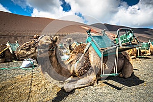 Camels in Timanfaya National Park waiting for tourists, Lanzarote, Canary Islands, Spain