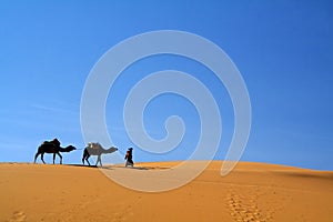 Camels and touareg