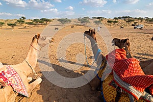 Camels with traditioal dresses, are waiting for tourists for camel ride at Thar desert, Rajasthan, India. Camels, Camelus