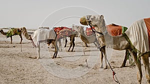 Camels with traditional dresses,waiting beside road for tourists for camel ride in Sea line, Qatar