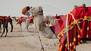 Camels with traditional dresses,waiting beside road for tourists for camel ride in Sea line, Qatar