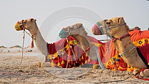 Camels with traditional dresses,waiting beside road for tourists for camel ride in Sea line, Qatar