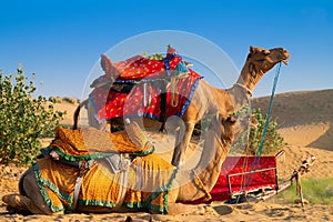 Camels with traditional dresses,waiting beside road for tourists for camel ride at Thar desert, Rajasthan, India. Camels, Camelus