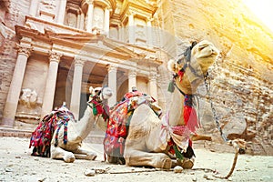 Camels for transporting tourists around the lost city of Petra. Camels in front of the Treasury at Petra the ancient City Al