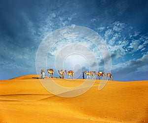 Camels travel through sand of desert dunes. Adventure journey